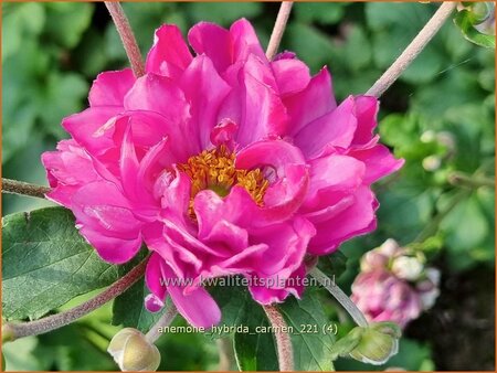 Anemone hybrida 'Carmen'