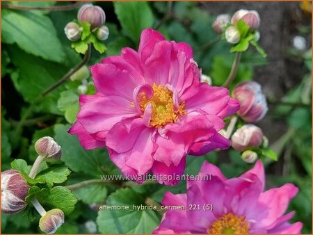 Anemone hybrida 'Carmen'