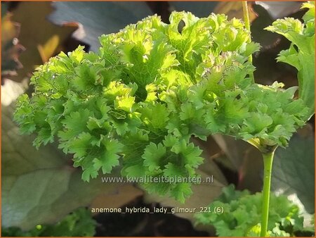 Anemone hybrida 'Lady Gilmour'