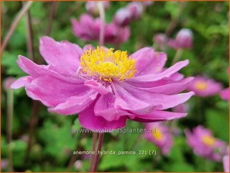 Anemone hybrida &#39;Pamina&#39;