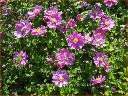 Anemone hybrida &#39;Rotkäppchen&#39;