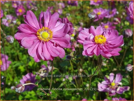 Anemone hybrida &#39;Rotkäppchen&#39;