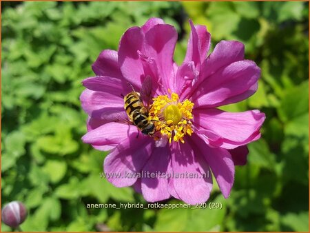 Anemone hybrida &#39;Rotkäppchen&#39;