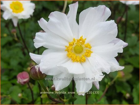 Anemone hybrida &#39;Snow Angel&#39;