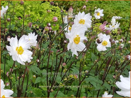 Anemone hybrida &#39;Snow Angel&#39;