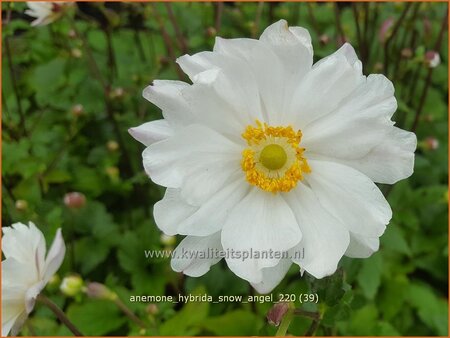 Anemone hybrida &#39;Snow Angel&#39;