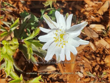 Anemone nemorosa 'Bracteata Pleniflora'