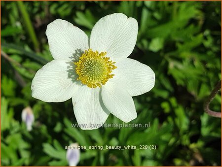 Anemone &#39;Spring Beauty White&#39;