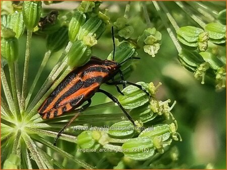 Angelica archangelica