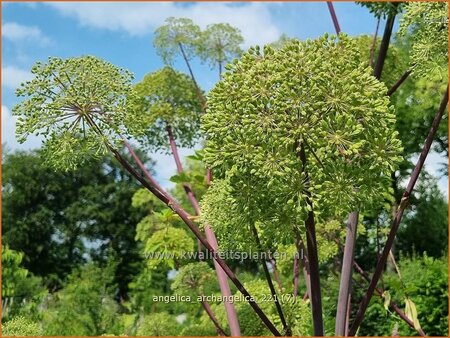 Angelica archangelica