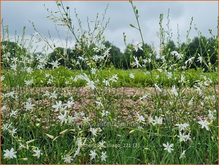 Anthericum liliago