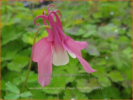 Aquilegia caerulea &#39;Spring Magic Rose White&#39;