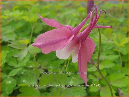 Aquilegia caerulea &#39;Spring Magic Rose White&#39;