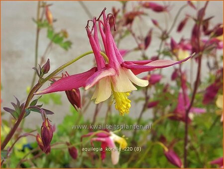 Aquilegia &#39;Koralle&#39;