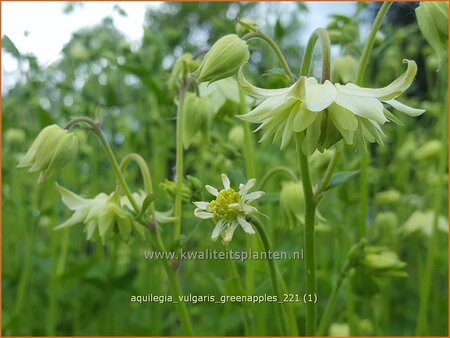Aquilegia vulgaris 'Greenapples'