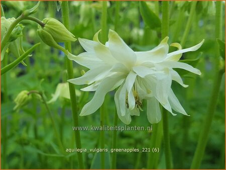 Aquilegia vulgaris 'Greenapples'