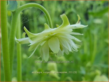 Aquilegia vulgaris 'Greenapples'