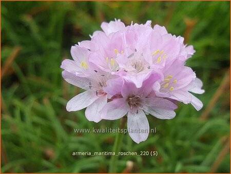 Armeria maritima &#39;Roschen&#39;