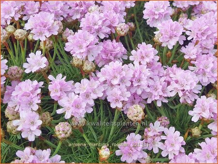 Armeria maritima &#39;Roschen&#39;