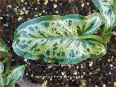 Arum italicum 'Marmoratum'