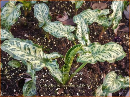 Arum italicum &#39;Marmoratum&#39;