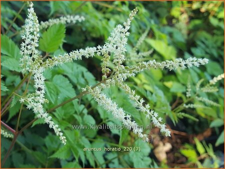 Aruncus 'Horatio'
