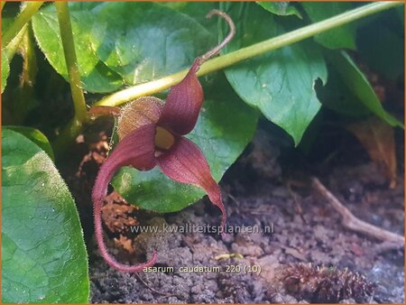 Asarum caudatum