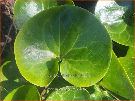 Asarum europaeum