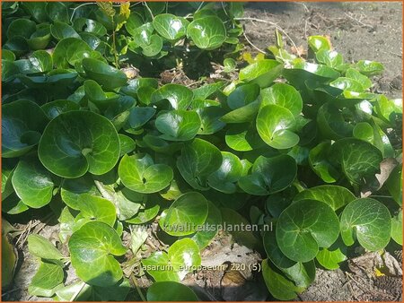 Asarum europaeum