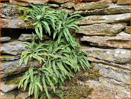 Asplenium trichomanes