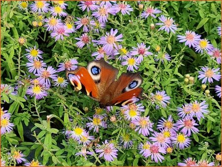 Aster ericoides 'Lovely'