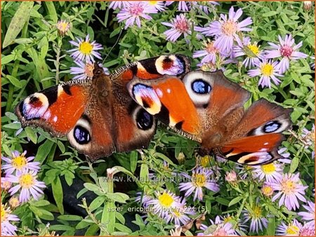 Aster ericoides 'Lovely'