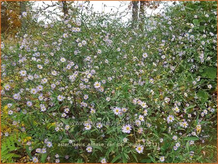 Aster laevis &#39;Anneke van der Jeugd&#39;