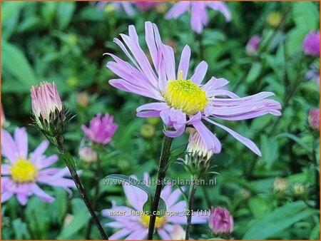 Aster laevis 'Calliope'