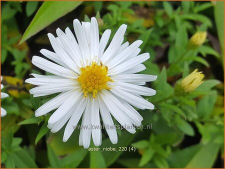 Aster 'Niobe'