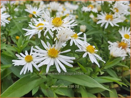 Aster 'Niobe'