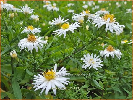 Aster 'Niobe'