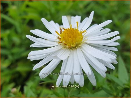 Aster &#39;Niobe&#39;