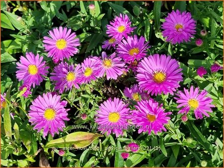 Aster novi-belgii &#39;Patricia Ballard&#39;