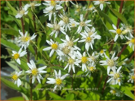 Aster umbellatus &#39;Weisser Schirm&#39;