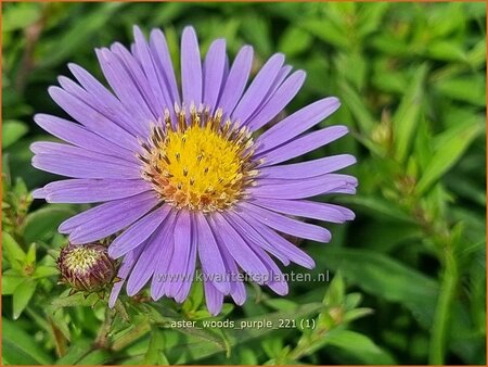 Aster &#39;Wood&#39;s Purple&#39;