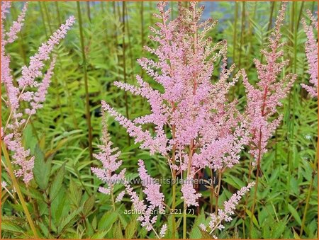 Astilbe 'Erika'