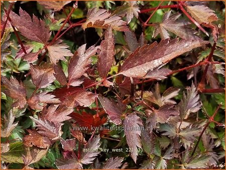 Astilbe &#39;Key West&#39;