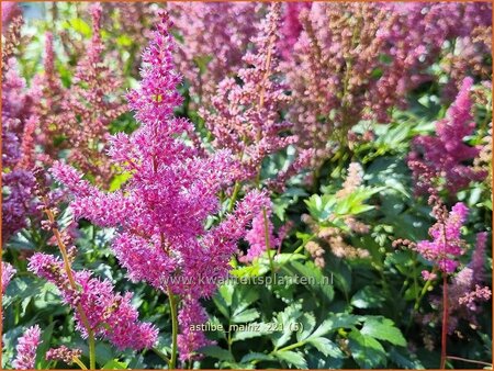 Astilbe 'Mainz'