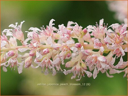 Astilbe &#39;Peach Blossom&#39;