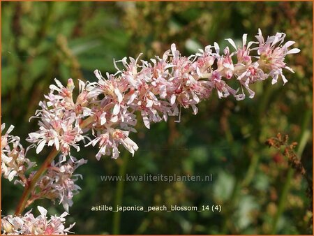 Astilbe &#39;Peach Blossom&#39;