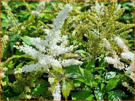 Astilbe &#39;Washington&#39;