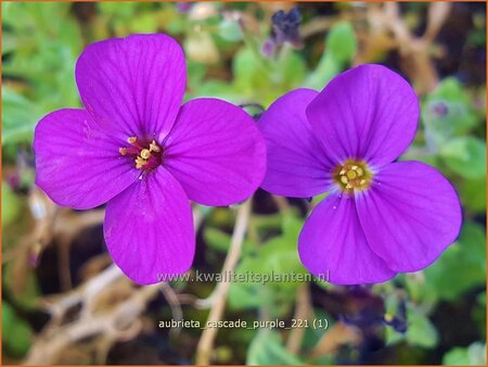 Aubrieta &#39;Cascade Purple&#39;