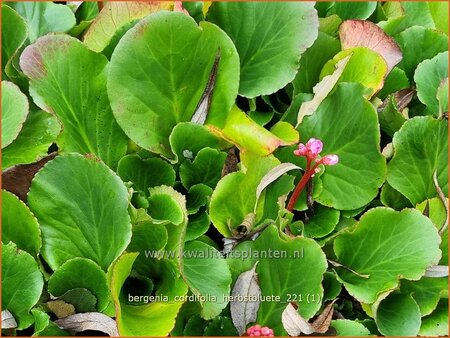 Bergenia cordifolia &#39;Herbstblüte&#39;