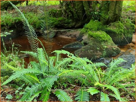 Blechnum spicant